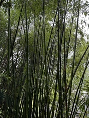 Bambusa dolichoclada