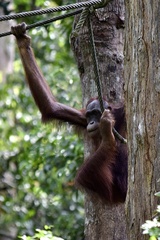 Pongo pygmaeus morio