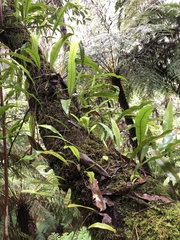 Microsorum pustulatum