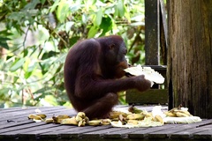 Pongo pygmaeus morio