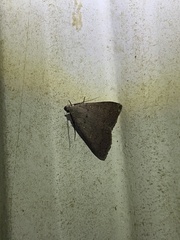 Bleptina caradrinalis