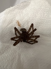 Dolomedes tenebrosus