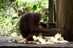 Pongo pygmaeus morio