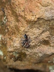 Maratus calcitrans