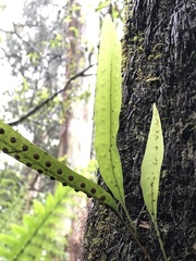 Microsorum pustulatum