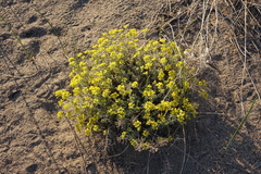 Odontarrhena obovata