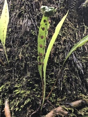 Microsorum pustulatum