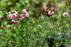Indigofera australis