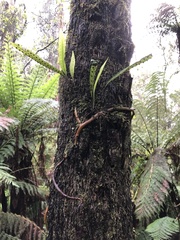 Microsorum pustulatum