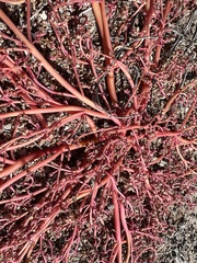 Amaranthus fimbriatus