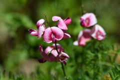 Indigofera australis