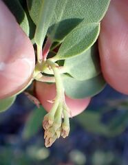 Arctostaphylos glauca
