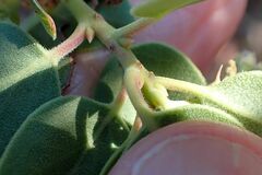 Arctostaphylos glauca