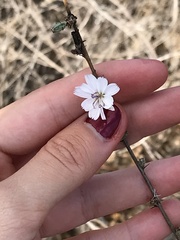 Stephanomeria diegensis