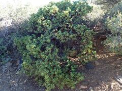 Arctostaphylos glauca