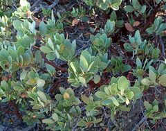 Arctostaphylos glauca