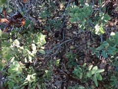 Arctostaphylos glauca