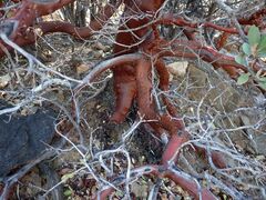 Arctostaphylos glauca