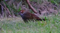 Dasyornis broadbenti