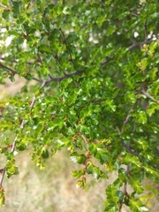 Nothofagus antarctica