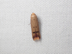 Tachystola hemisema
