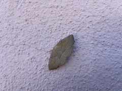 Gerinia honoraria