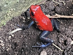 Oophaga pumilio