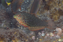Ornate Leopard Wrasse photo 3