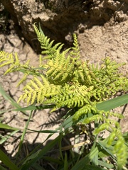 Calochlaena dubia