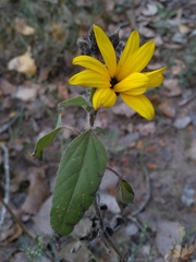 Helianthus petiolaris