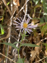 Symphyotrichum greatae