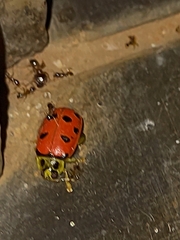 Alagoasa nigromaculata