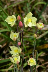 Thelymitra flexuosa