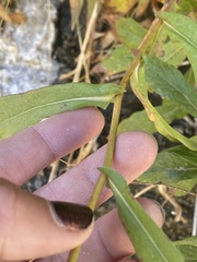 Symphyotrichum greatae