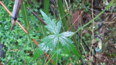Hydrocotyle geraniifolia