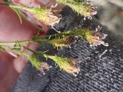 Symphyotrichum greatae