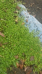 Evolvulus nummularius