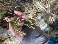 Symphyotrichum greatae