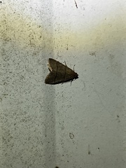 Hypsopygia nostralis