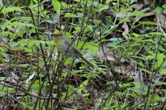 Piranga erythrocephala
