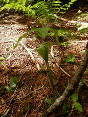 Arisaema stewardsonii