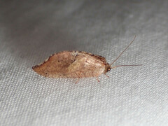 Drepanacra binocula