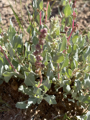 Atriplex barclayana
