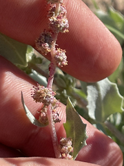 Atriplex barclayana