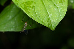 Blepharicera fasciata