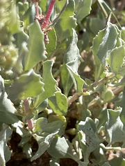Atriplex barclayana