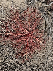 Amaranthus fimbriatus