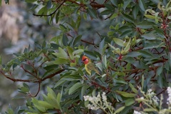 Piranga erythrocephala