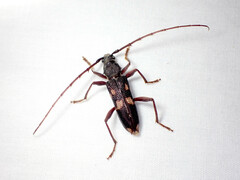 Phoracantha punctata