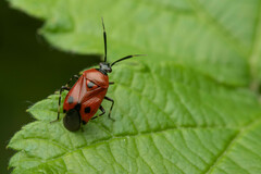 Deraeocoris punctum